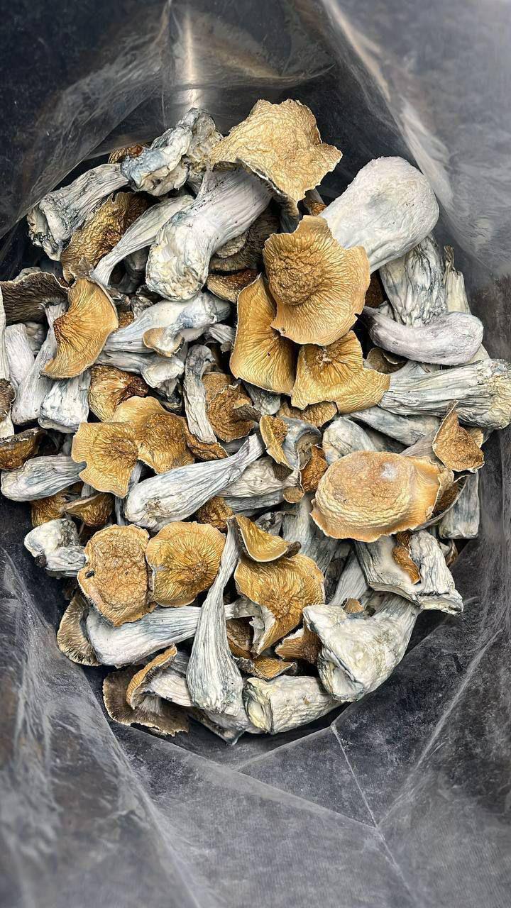 WhatsApp Image 2023 03 09 at 3.32.02 AM 1